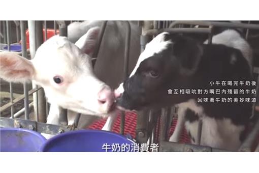 自己的牛奶自己救 小農 無調整 鮮乳直送正夯 生活 三立新聞網setn Com