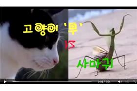 螳螂與貓咪/翻攝臉書加藤軍台灣粉絲團 2.0