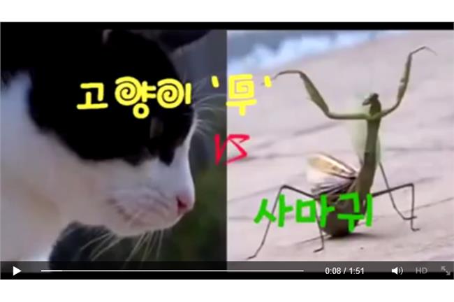 螳螂在前貓咪在後　較勁影片笑翻網友