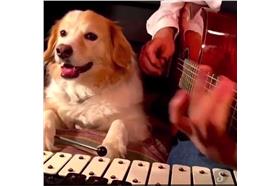 圖／翻攝自臉書影片