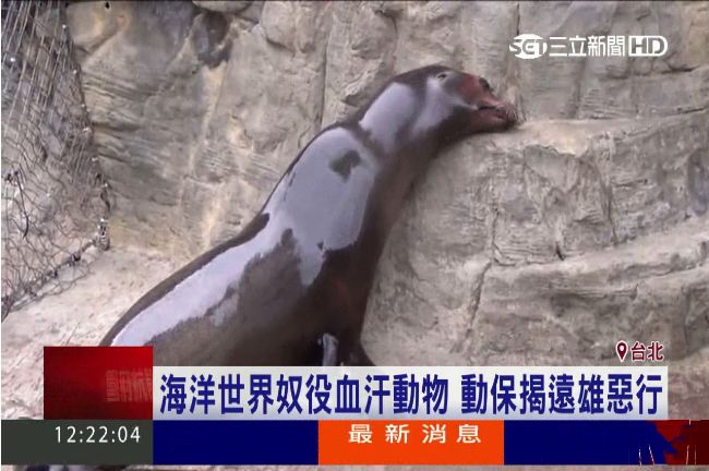 動保揭露惡行　海洋公園奴役血汗動物