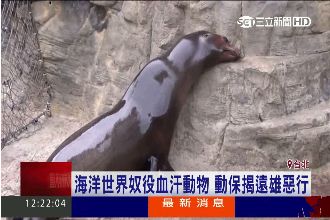動保揭露惡行　海洋公園奴役血汗動物