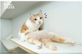 （圖／翻攝自黃阿瑪的後宮生活粉絲專業）