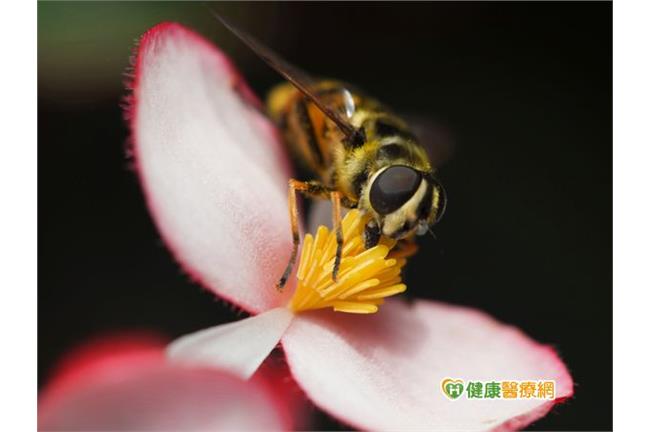 被蜜蜂叮怎麼辦？看這篇文章救你一命