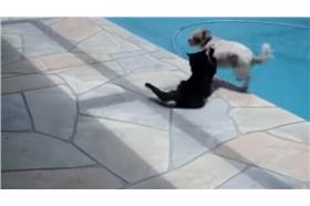 貓咪,狗,下水／擷自YouTube