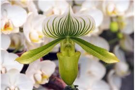 拖鞋蘭（圖／翻攝自Flickr, Ting W. Chang）https://www.flickr.com/photos/ssdctw/2333520216/in/photolist-4ycUgb-4yTqjw-968tB6-9Lr4Pp