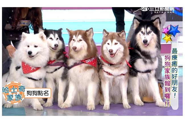 超萌毛小孩「小羊」竟然當場失控了？