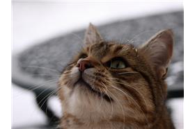 天氣寒冷,貓咪,喵星人
(https://www.flickr.com/photos/jenny-pics/4195895336)