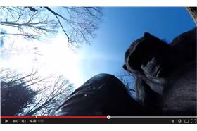 猩猩/Youtube https://www.youtube.com/watch?v=Z_zw8h4epQM