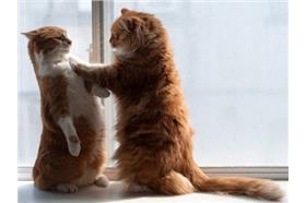 貓／lolboom
http://www.lolboom.net/20-hilarious-photos-of-cats-standing/1/