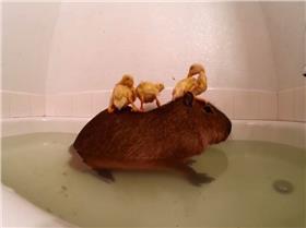 （圖／取自Blogo臉書）