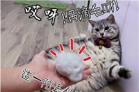 寵物/翻攝自臉書