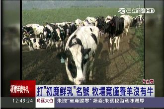 打「初鹿鮮乳」名號　牧場竟然只養羊