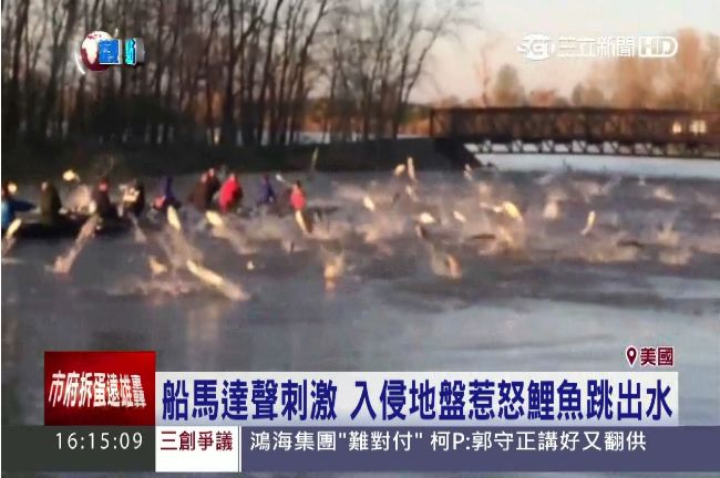 美淡水湖鯉魚暴動　躍出水面襲划船隊
