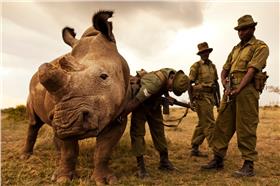北非白犀牛,肯亞 (The Ol Pejeta Conservancy)
