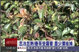 春茶受霜害產量減半！茶農：將漲價