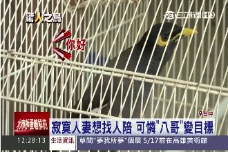 八哥鳥被偷竟嗆小偷：你為何帶走我！