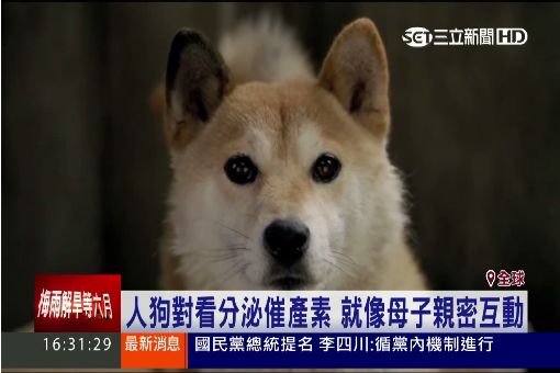 日最新研究揭祕 "毛小孩"等同真小孩