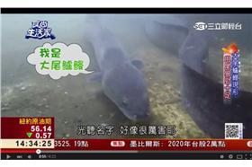 翻攝／食尚生活家
大尾鱸鰻