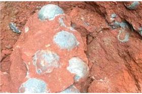 恐龍蛋化石／翻攝自大陸《中新網》