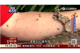 黑螞蟻變黃金！怪怪補品新商機