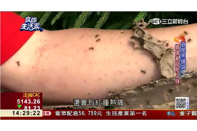 黑螞蟻變黃金！怪怪補品吃出無限商機