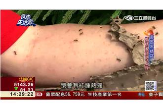 黑螞蟻變黃金！怪怪補品吃出無限商機