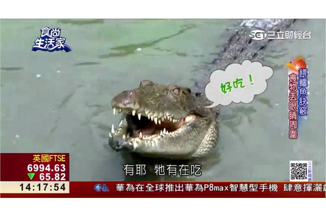 業者創鱷魚養殖技術　成功轉型引人潮