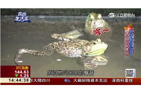 養牛蛙致富　雪蛤價值翻百倍