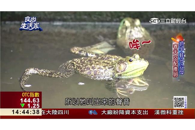 女人最愛養顏聖品　雪蛤價值翻百倍