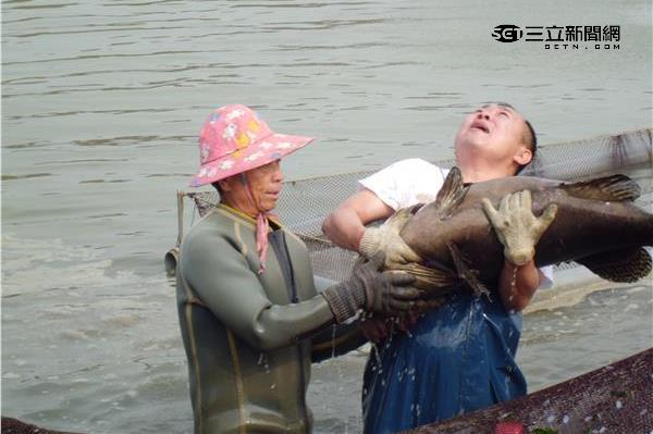 志偉、曉菁在高雄捕撈千斤「鑽石」？