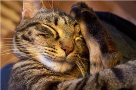 睡覺,貓咪,喵星人
https://www.flickr.com/photos/aigle_dore/8610440548