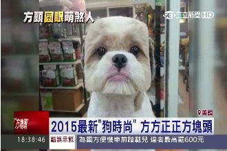 牠喜歡嗎？台灣狗界新時尚「方塊頭」