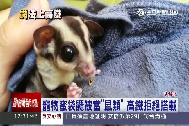 拒載蜜袋鼯　高鐵：外型像鼠旅客會怕