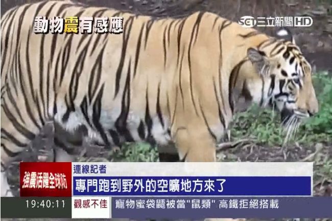 尼泊爾強震前先逃　動物預知能力揭密