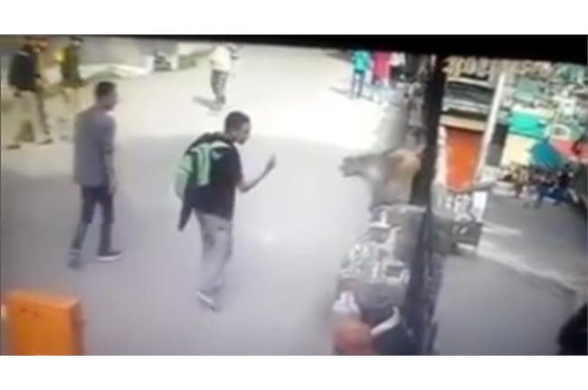 影／向猴子比中指　白目男下秒就悲劇了