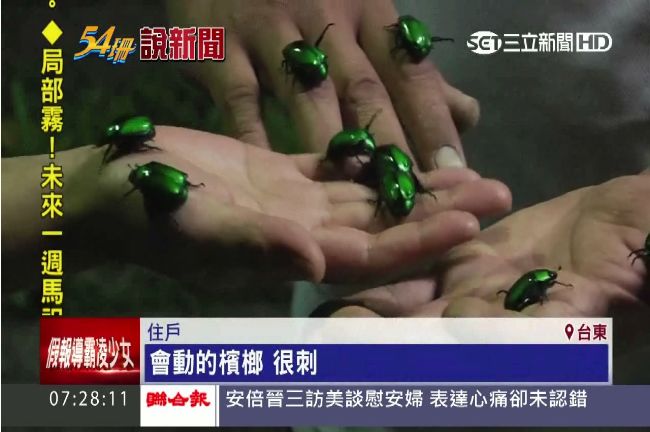 滿牆青光！500隻金龜子入侵民宅
