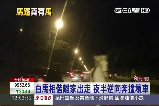 碰！白馬離家出走　夜半逆向撞壞車