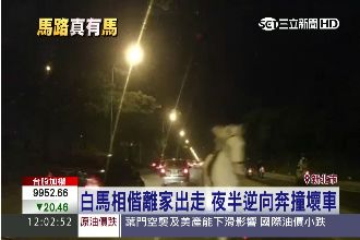 碰！白馬離家出走　夜半逆向撞壞車