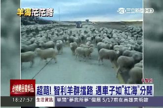 影／超萌綿羊大軍「摩西分紅海」讓路