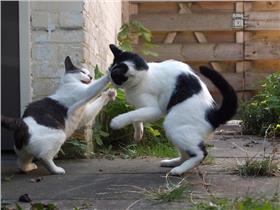 貓咪,喵星人,打架
(https://www.flickr.com/photos/ajbunsby/6184643207/)