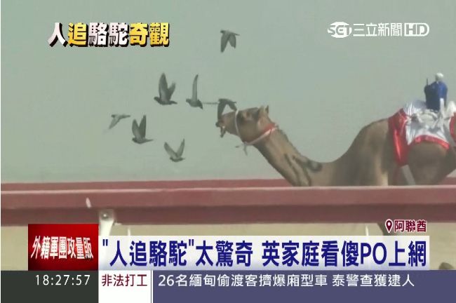 中東男光腳追駱駝　英國家庭看傻眼