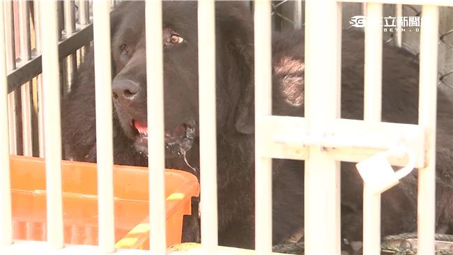 獒犬熱台灣退燒　跟蘭花價格降低有關