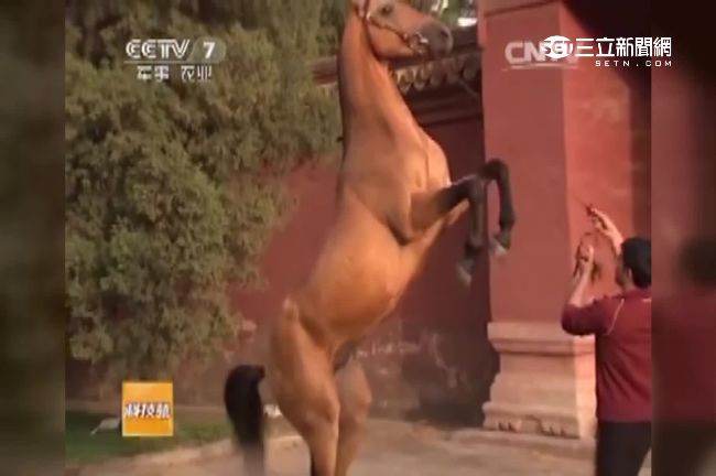 中國富人新寵！汗血寶馬全球3千匹