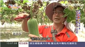 翻攝台灣亮起來
絲瓜變綠金