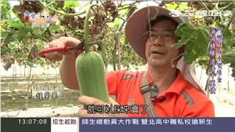 絲瓜變綠金！美女都愛的天然化妝水