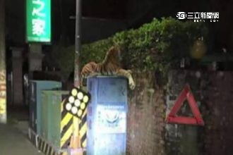 「布偶虎」假虎威！民眾驚嚇險犁田