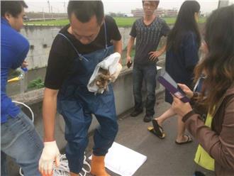 溫馨！喵星人受困堤防　網友即刻救援