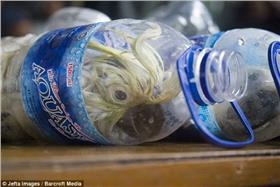 小葵花鳳頭鸚鵡-每日郵報http://www.dailymail.co.uk/news/article-3067691/Smugglers-birds-plastic-bottles-customs.html