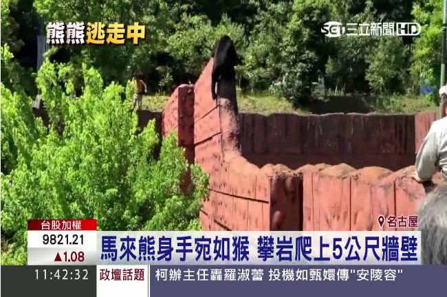 驚！日黃金週動物園直擊「熊熊逃走」